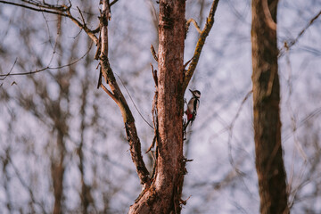 Dendrocopos major hammering on the trunk of the tree. A woodpecker in the cold season through the wild forest