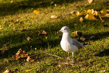 seagull on the grass