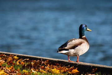 duck on the lake