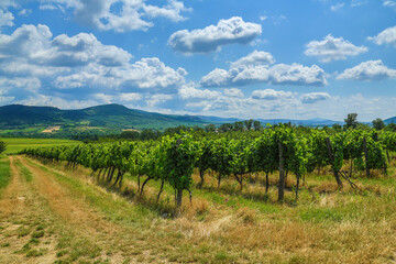 Vineyard in Abaújszántó (Tokaj region)