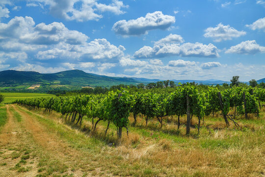 Vineyard in Aba&uacute;jsz&aacute;nt&oacute; (Tokaj region)