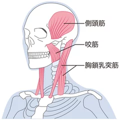 Fotobehang 首と顎の筋肉の構造　胸鎖乳突筋 © koti