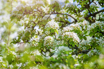 Flowering branch of pear in the garden in spring
