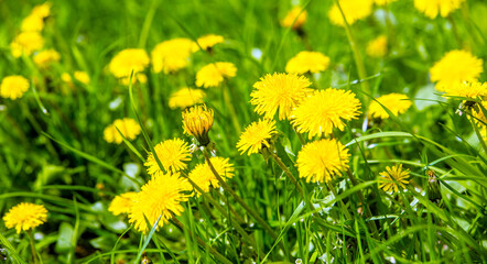 Obraz premium Yellow dandelions blooming on grass background 