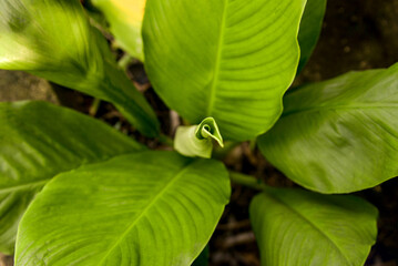 close up of leaves, seen from above, top view of lily , top view, lily leaves, lily, leaves texture