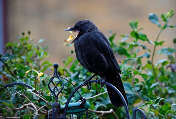 Juvenile jackdaw being fed by adult birds