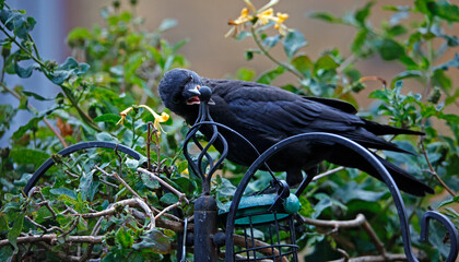 Juvenile jackdaw being fed by adult birds