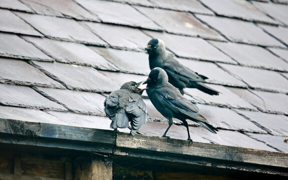 Juvenile jackdaw being fed by adult birds