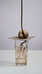A young fresh avocado sprout germinates and takes root from a seed in a glass beaker with water on a white background. Avocado seed germination, home gardening.