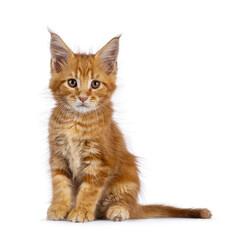 Sweet red Maine Coon cat kitten, sitting up facing front. Looking towards camera. Isolated on a white background.