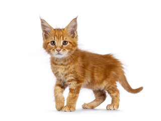 Sweet red Maine Coon cat kitten, walking side ways. Looking beside camera. Isolated on a white background.
