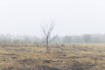 Freestanding tree on the field of yellow grass on a foggy autumn day. Forest and power lines in the distance.