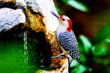 Most Beautifull Birds In The World, Red Birds And Water
