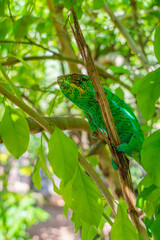 Green Chameleon, Calumma gastrotaenia on branch with green leaves, Madagascar