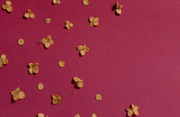 Dried autumn small hydrangea flowers on the purple background frame. Top view. Copy space