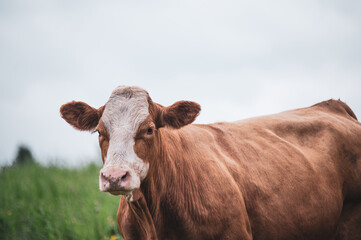 Simmental cow in summer pasture 