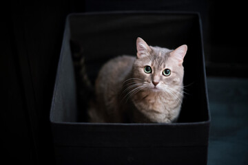 Cute gray tabby cat with green eyes, sitting in a black box for linen.