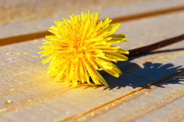 One yellow dandelion lies on a wooden board. Floral background with space for text