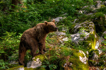 Brown Bear - Ursus arctos large popular mammal from European forests and mountains, Slovenia, Europe.