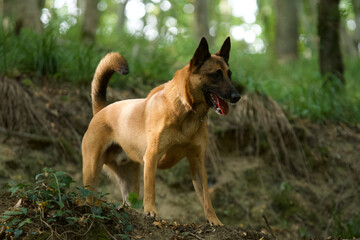 Naklejka na ściany i meble Side view of a standing Belgian malinois dog into the light in low angle shot in a shady french woodland in summer