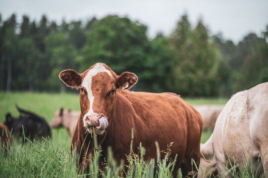 Red cow licking its nostril in summer passture