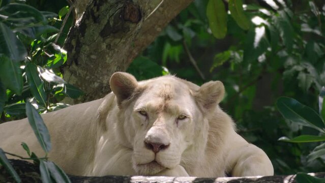 Close up face of female white lion in nature