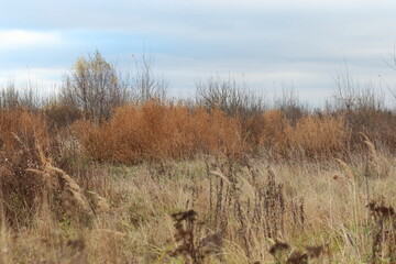 Field of dry grass with bushes and small trees. Late autumn, warm sunny day.