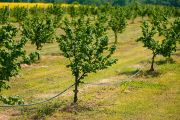 Fototapeta na wymiar Hazel trees in hazelnut orchard with water supply hose for dripping irrigation