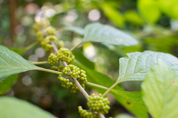 American beautyberry unripe cluster of berries