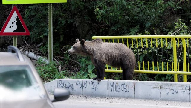 The brown bear filmed in Transfagarasan, Romania. A place that became famous for the large number of bears.