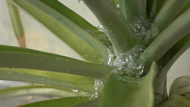 Slow Motion Water On Pineapple Plant Splashing Around On Sunny Day 002