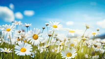 Obraz na płótnie Canvas meadow with daisies