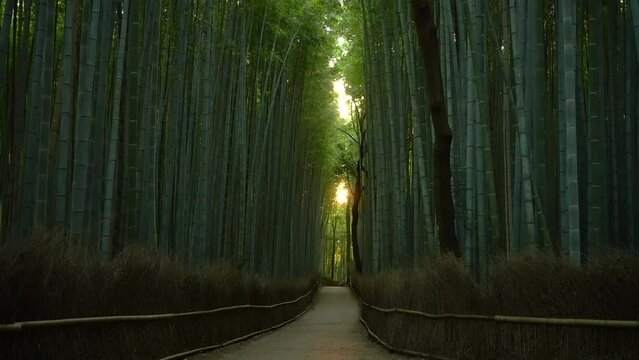 朝日が昇る京都嵐山の竹林の小径