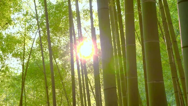 朝日を浴びながら竹林の小径を歩く