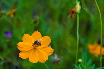 bee and flower