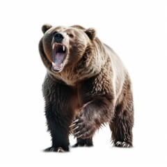 Intimidating brown grizzly bear roaring aggressively, captured isolated on a white background showcasing wild predatory instincts, generative ai