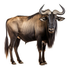 Wildebeest isolated on the transparent background PNG. AI generative.