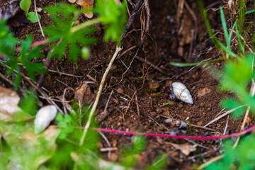 Exploration de la biodiversit&eacute; : un bulime ray&eacute; sur le sol du vignoble alsacien, Cea, Alsace, Grand Est, France