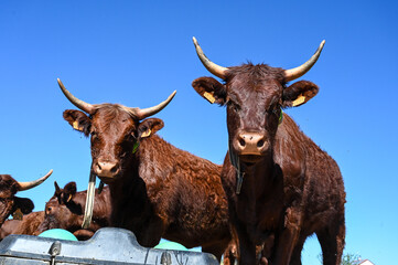 Cow farm in nature. Cows, bulls and calves. Herd of brown cows on pasture in countryside. 
