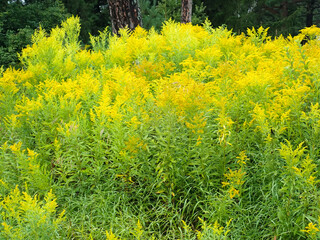 Golden Rod in the sunlight