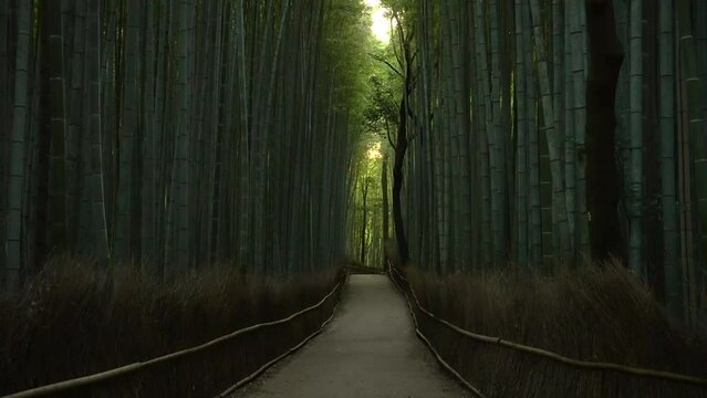 京都嵐山の竹林小径を見上げる