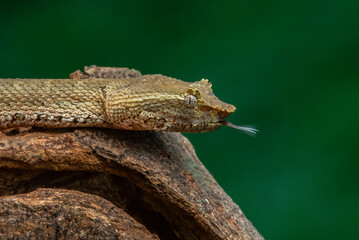 Brongersma's pit viper snake Trimeresurus or Craspedocephalus brongersmai, native to Mentawai islands, natural bokeh background