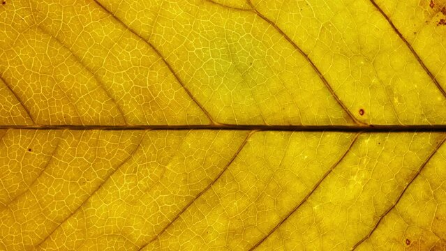 Close-up detail time-lapse of tree leaf changing color during fall season. Green autumn leaf drying getting yellow orange and brown. Timelapse macro view plant leaf texture aging during seasons change