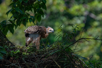 A javan hawk eagle nisaetus bartelsi nestling on its nest over a tall tree, natural bokeh background