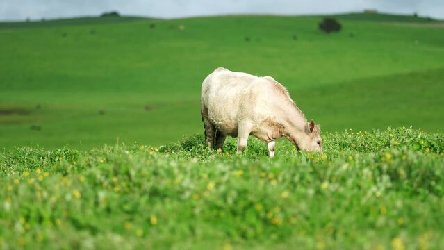 Cows grazing in a field practicing sustainable agriculture on a native grassland 