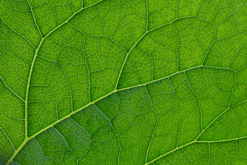 Fototapeta na wymiar Green leaf background texture, macro