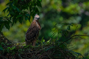 A javan hawk eagle nisaetus bartelsi nestling on its nest over a tall tree, natural bokeh background