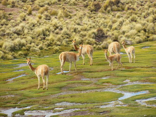 Grupo de vicuñas en el bofedal