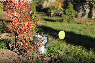 garden blueberry bush with a shovel and a watering can .autumn work in the garden