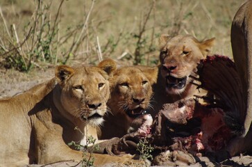 le repas des lions